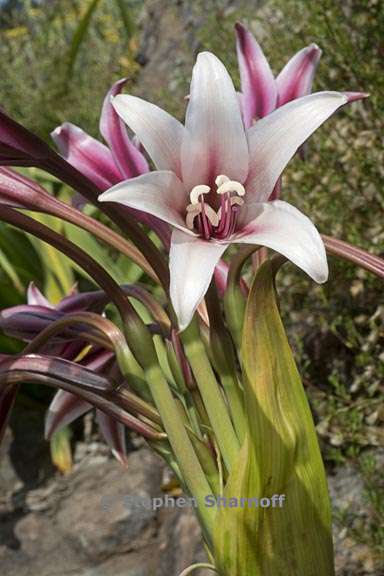 crinum bulbispermum 4 graphic